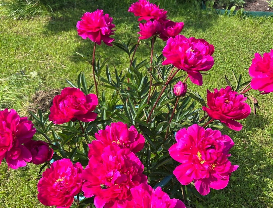 Сею вместо петунии и все лето радуюсь: этот кустарник цветет с мая по ноябрь — и простой в уходе