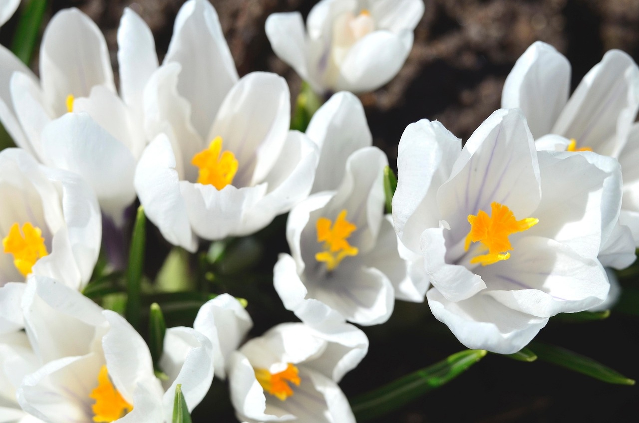 Цветы, о которых мы забыли и зря. Они сейчас самые модные. Деревенский цветник