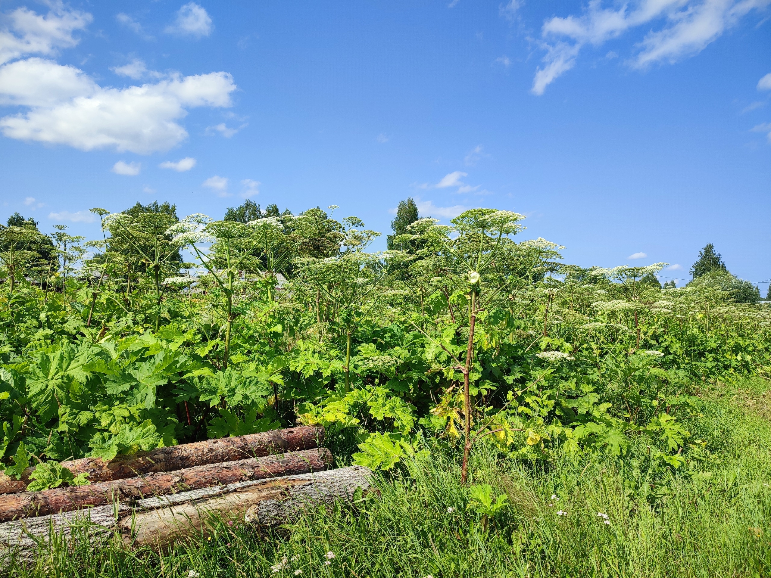 В Коми борщевик занял 4 тысячи гектаров, а деньги на борьбу с ним всё ещё в планах