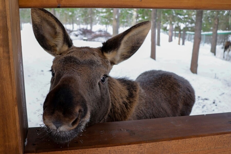 В Коми дадут новое дыхание первой в мире лосиной ферме