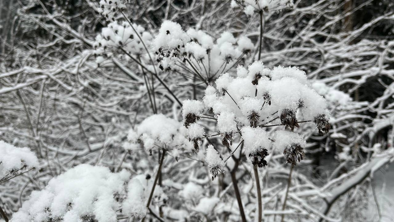 Начало марта в Коми будет арктически холодным: обещают до -35°C
