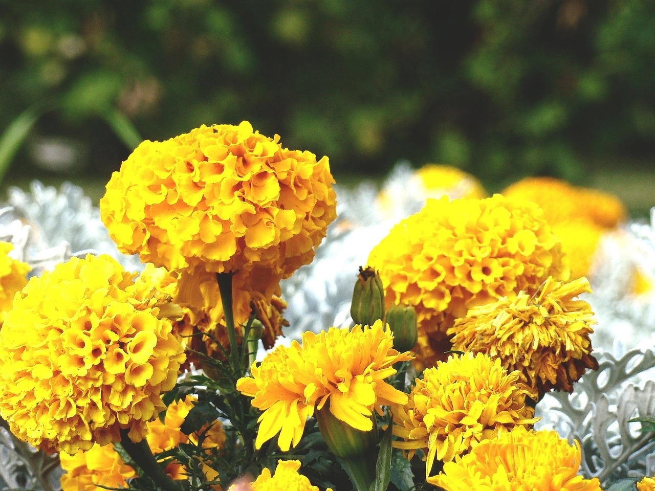 3 минуты натирания стоп солью, которые помогут омолодить лицо и расслабят спину, а еще просто дадут здоровье. О массаже стоп солью