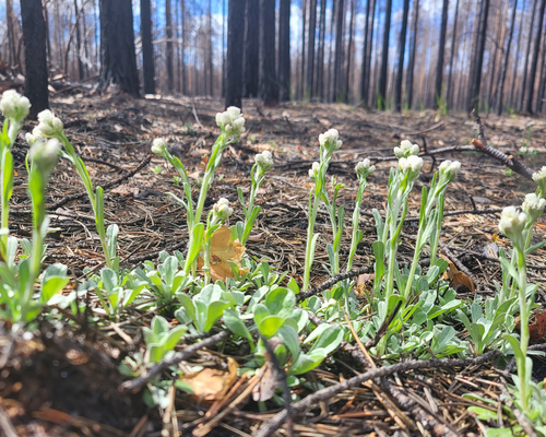 В Коми более 78% повреждённых лесов пострадали от климатических аномалий