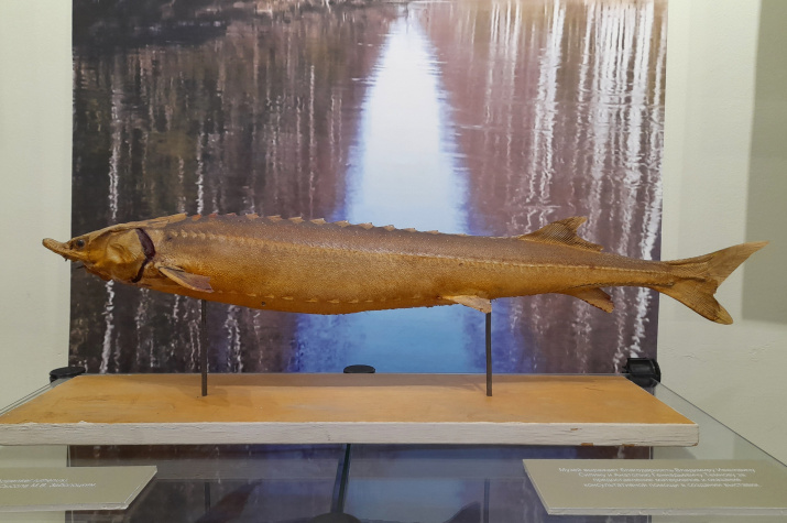 В Сыктывкаре рассказали историю канала, который «переселил» стерлядь на Север