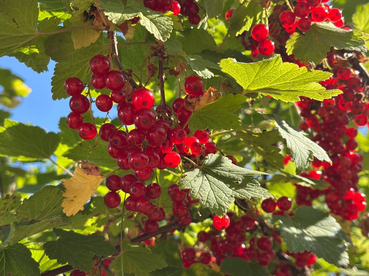 30 г под куст — и смородина завалит урожаем: ягоды вырастут размером с монету — вкусные и сладкие