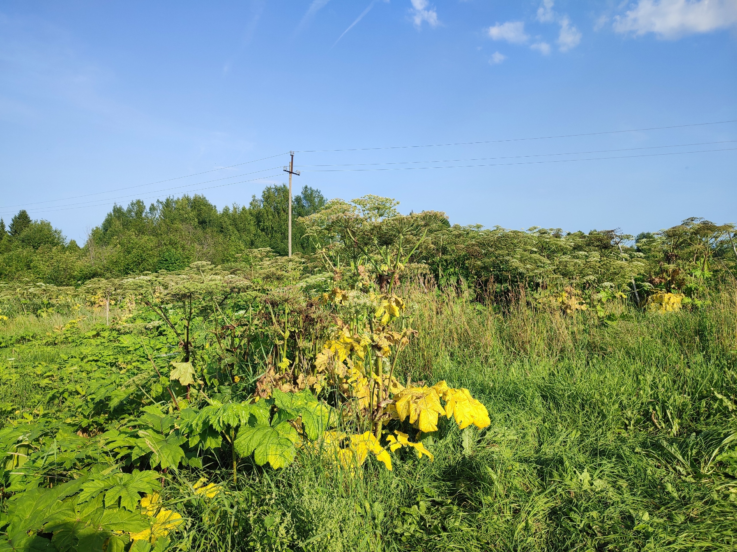Жителям Коми напомнили о новых штрафах за неубранный борщевик