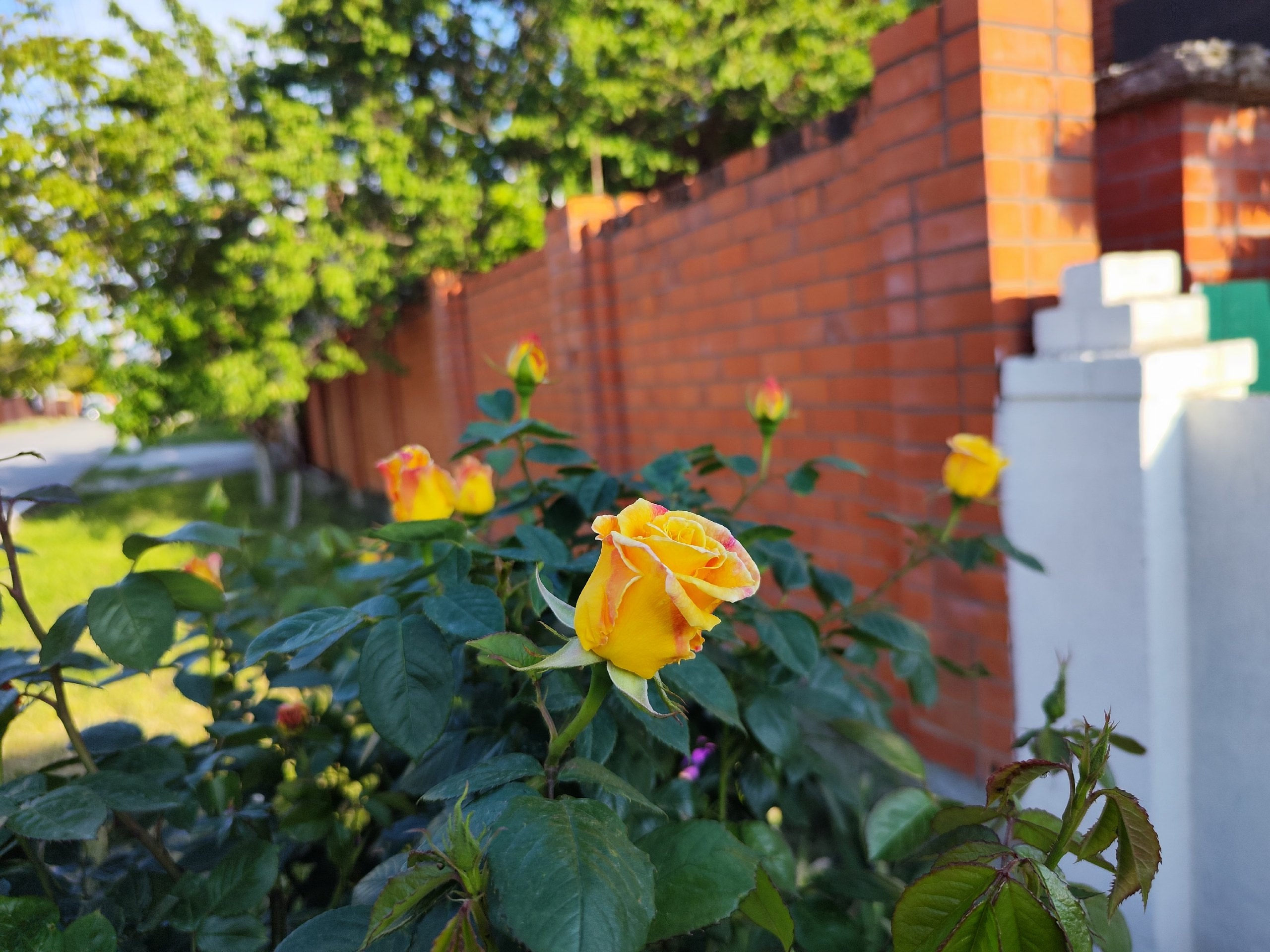 Это не роза, а королева сада: Пышнее, чем пион — десятки лепестков в цветке