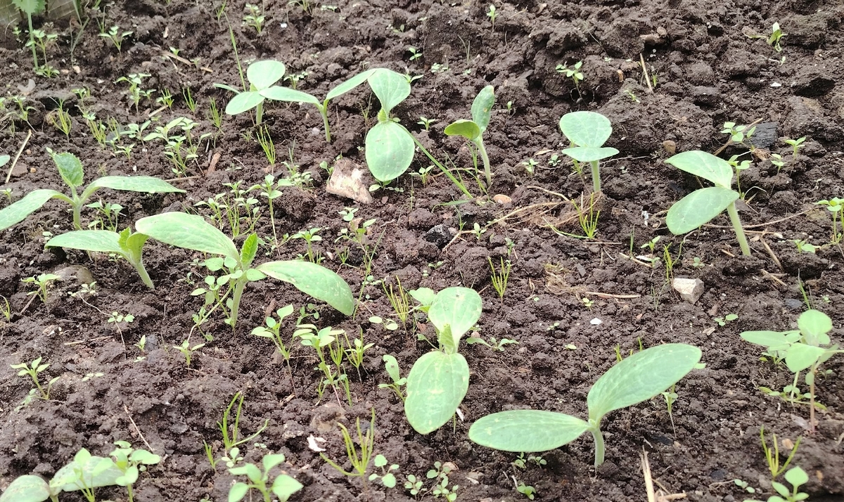 6 бабушкиных советов от вредителей: чистый огород без проблем