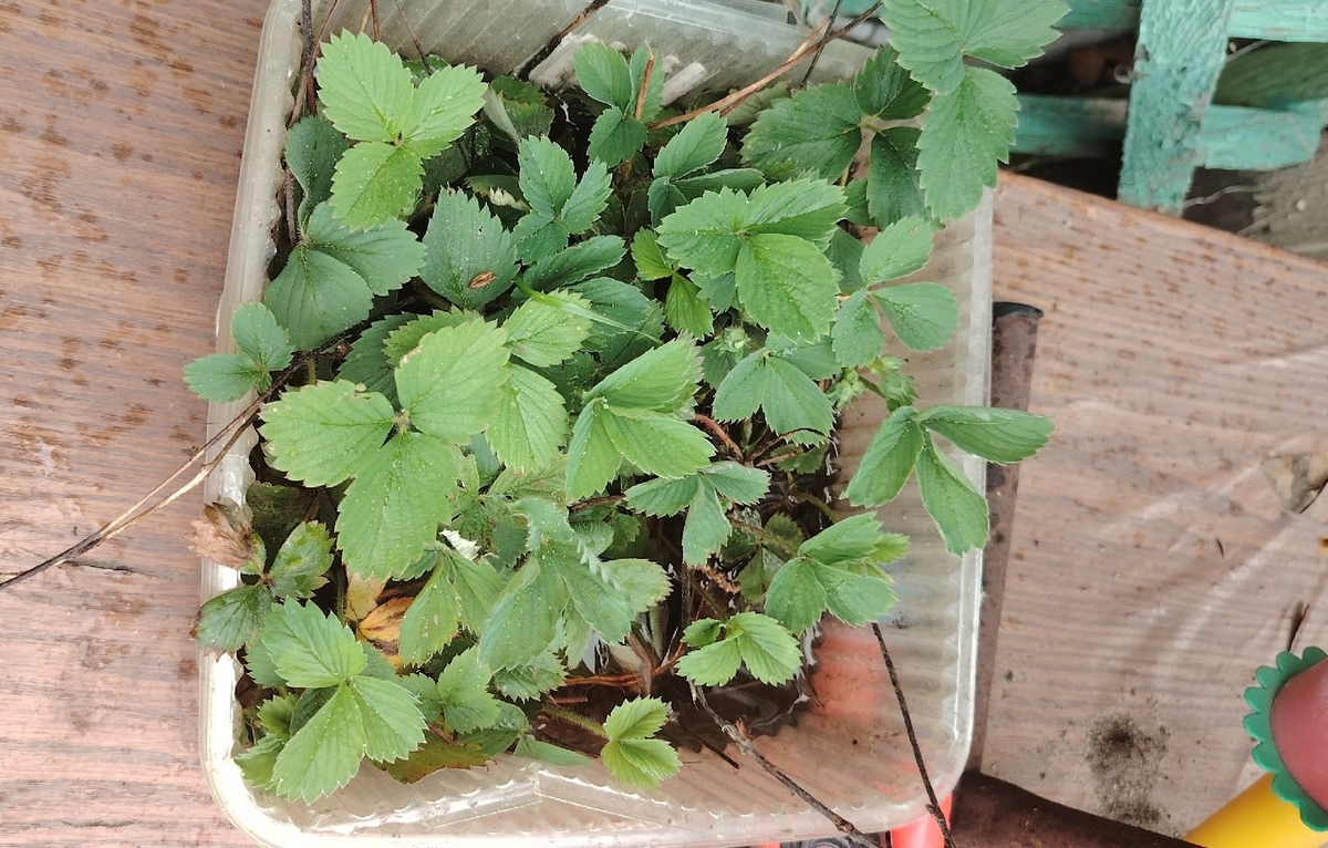 Сухими или проращивать: как посеять перец и помидоры, чтобы быстрее взошли