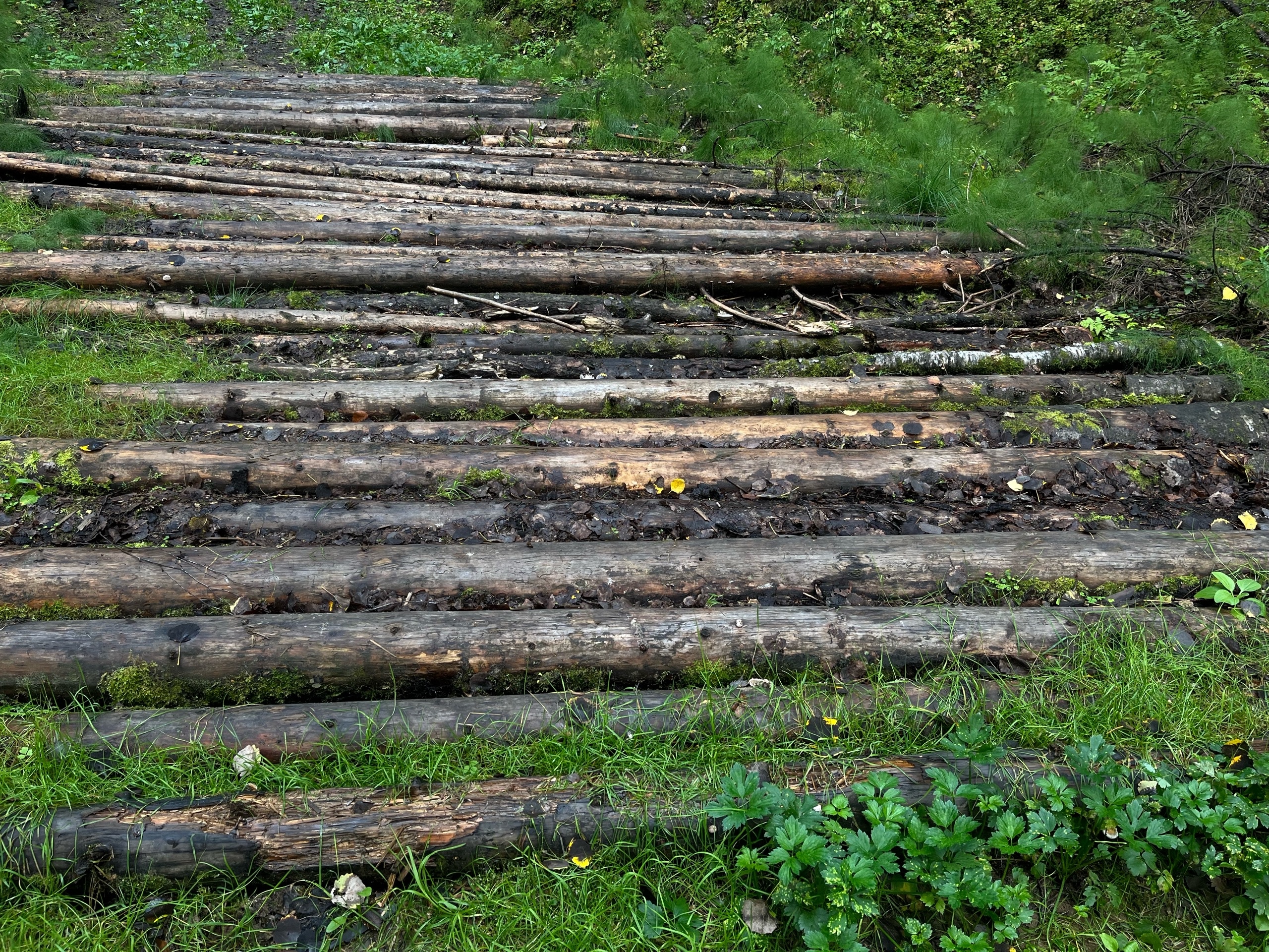 Двое мужчин предстанут перед судом за масштабную вырубку леса в Коми