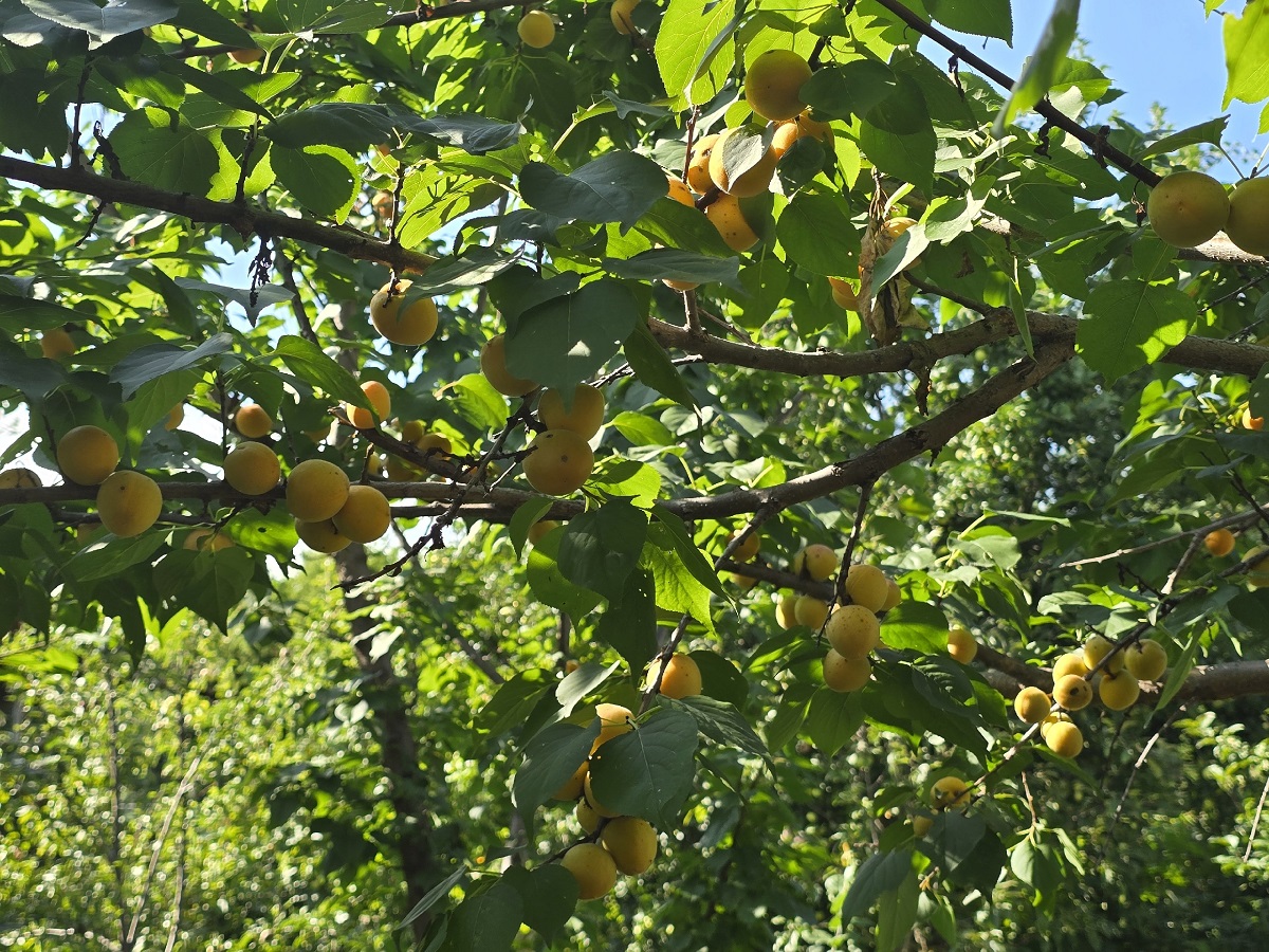 Как вырастить абрикос: секреты щедрого урожая от экспертов