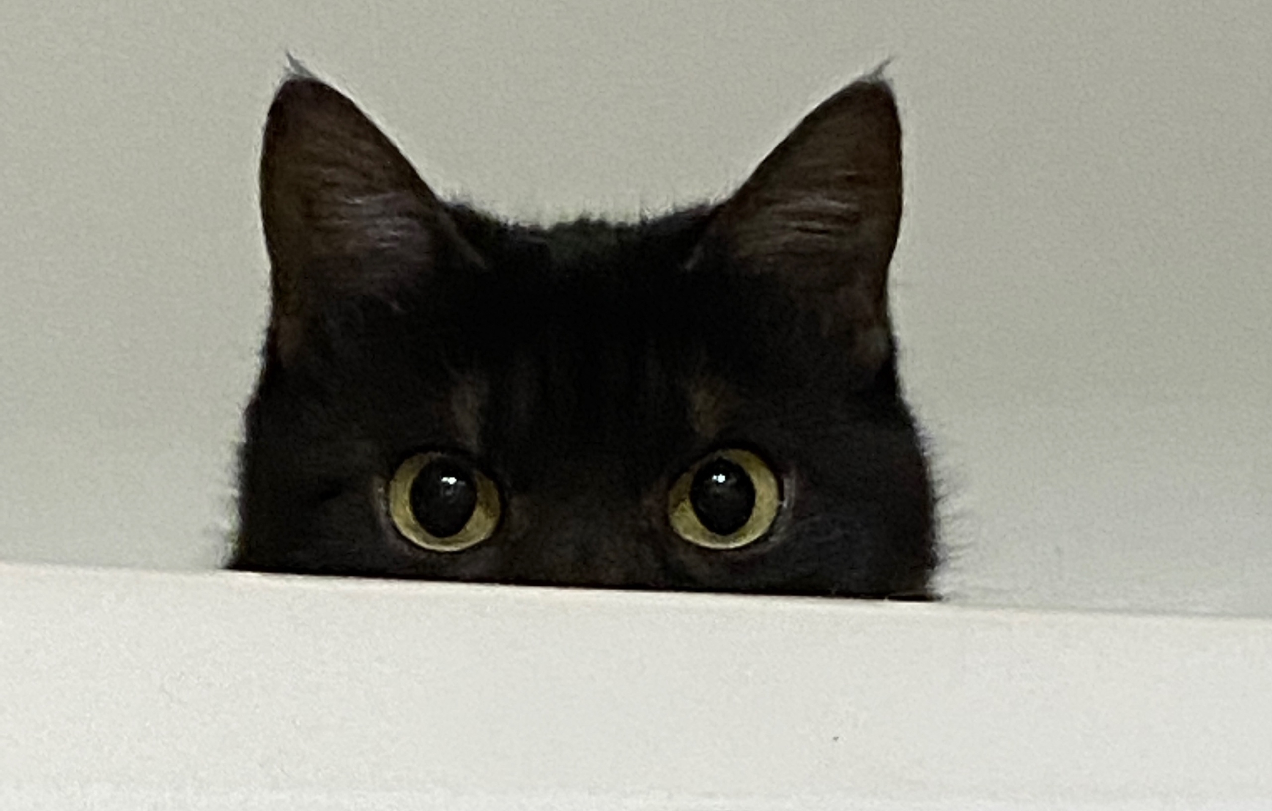 Почему кошка из влажного корма слизывает чаще всего желе или соус, а кусочки оставляет