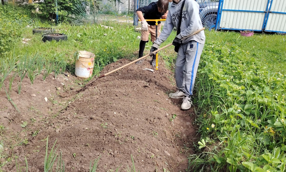 А землю для рассады в стаканы насыпать нужно уметь: 3 тонкости и 1 метод для быстрых всходов и мощной корневой. И чтобы всходы без "шапочки"