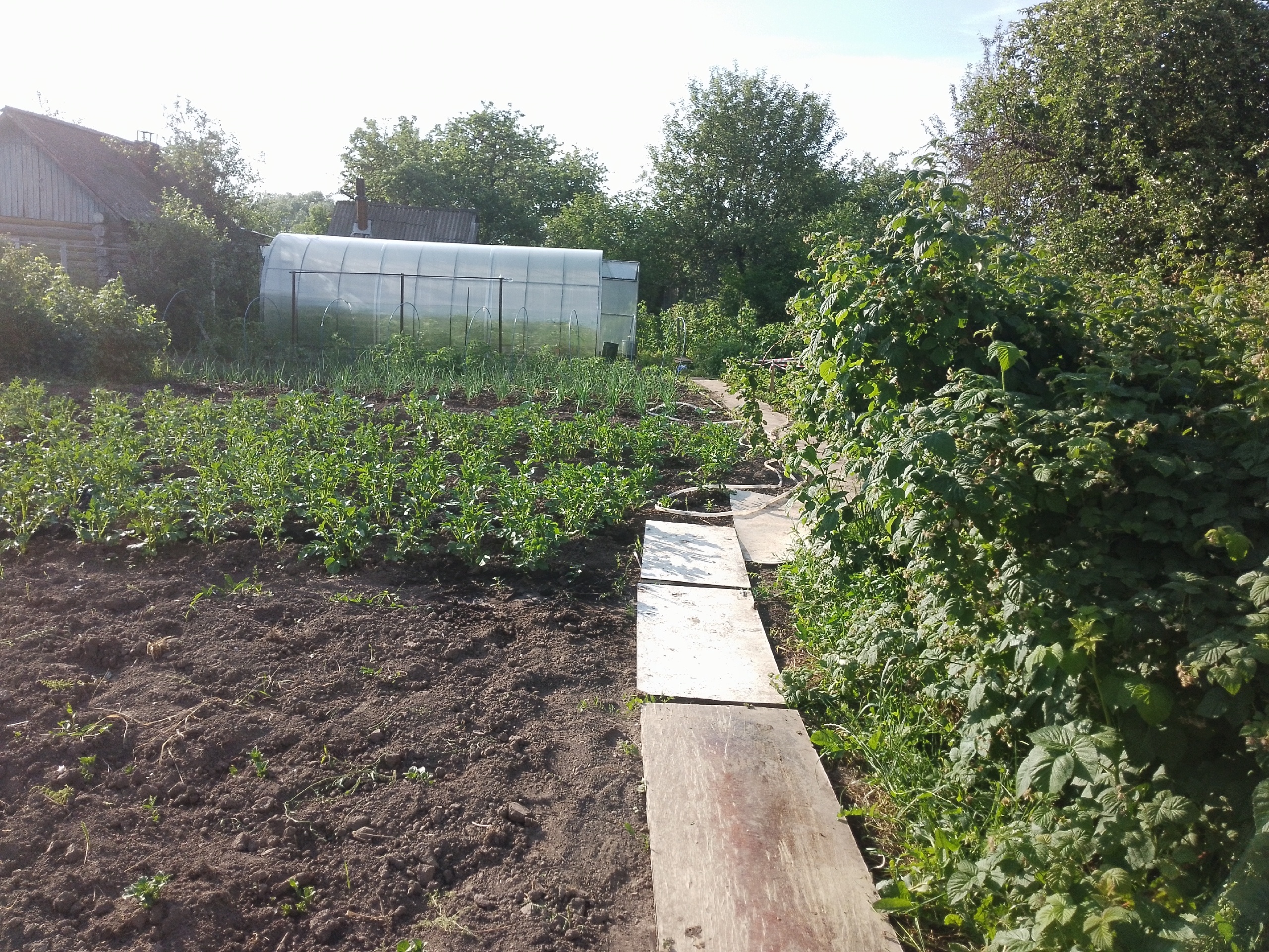 "Зачем старушка весной кидает странный порошок в лунку с перцем?": гадали все соседи, пока не увидели огромные перцы, облепившие кусты