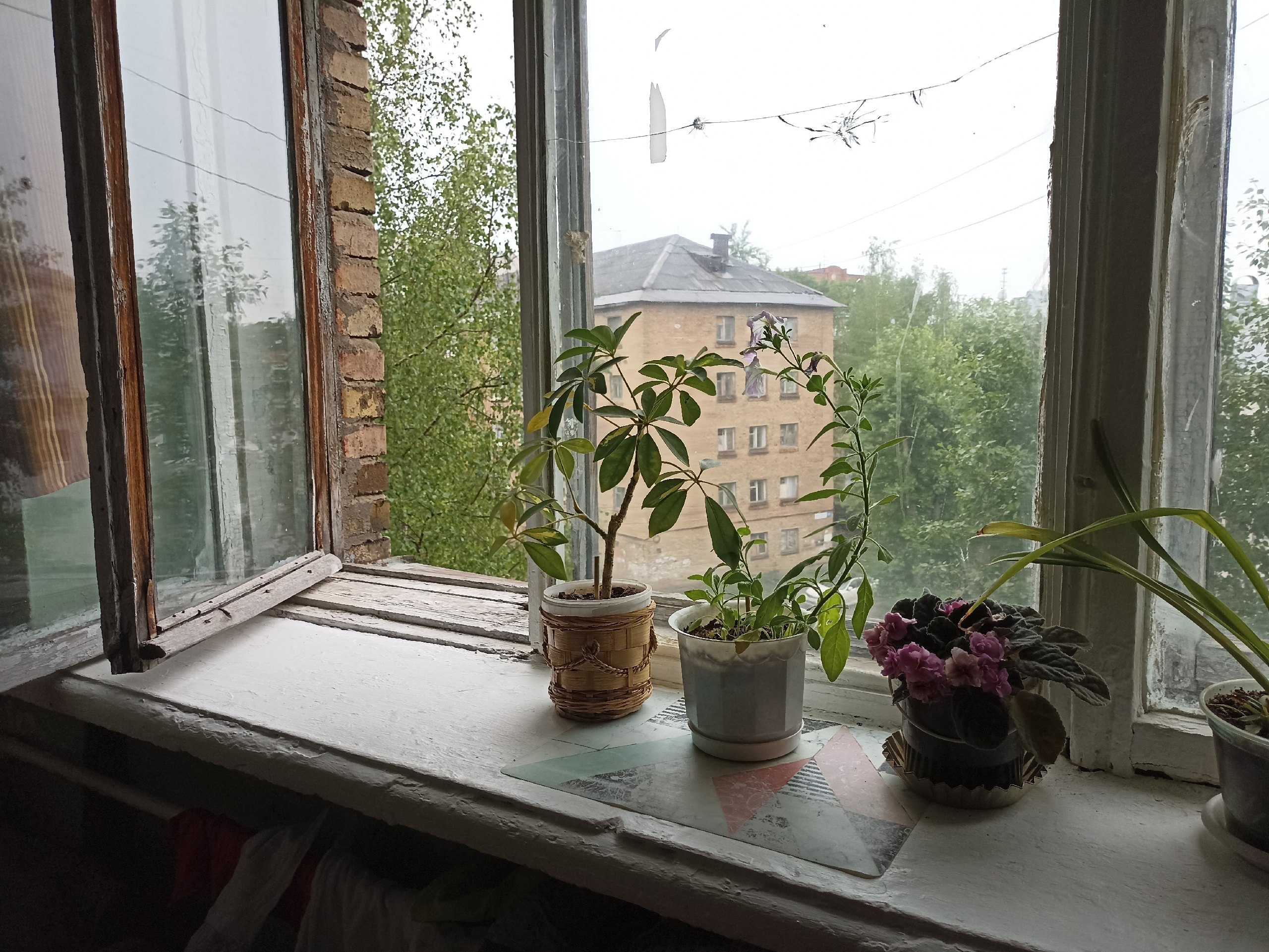 Про мои растения, купленные на Вайлдберриз - буду ли снова здесь отовариваться