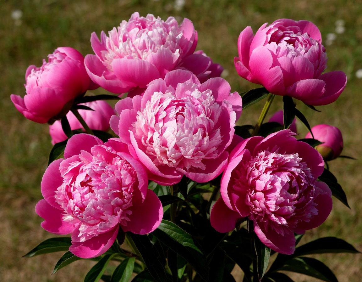 Пион пробуждается: как помочь весеннему красавцу набраться сил — гид по уходу в вопросах и ответах