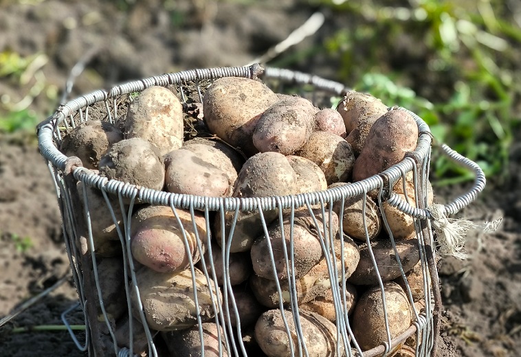 Волшебство на грядке: сорта картошки, дающие урожай за 40 дней — рекомендации профессионалов
