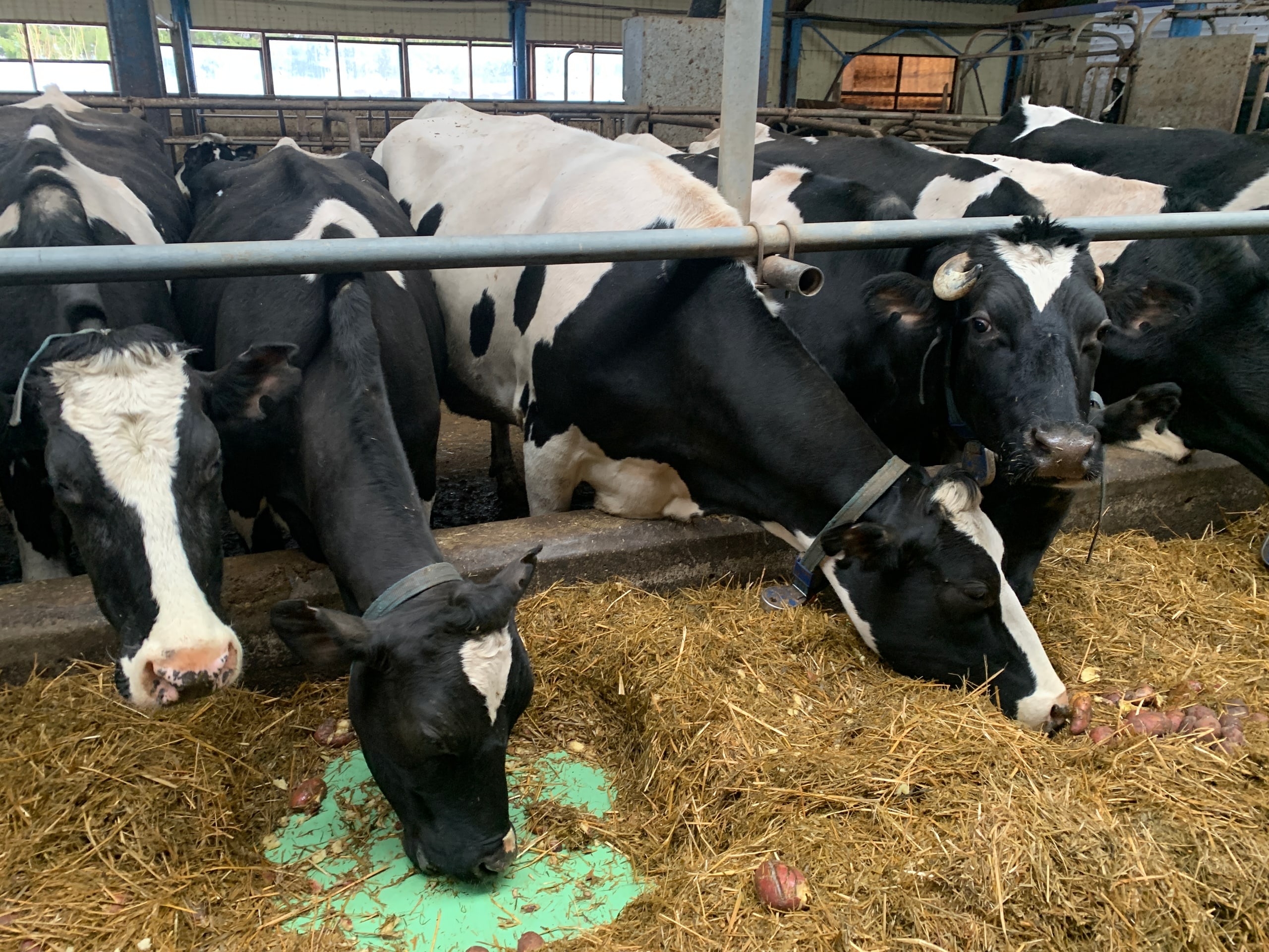 В Коми поддержат племенные хозяйства бюджетными субсидиями