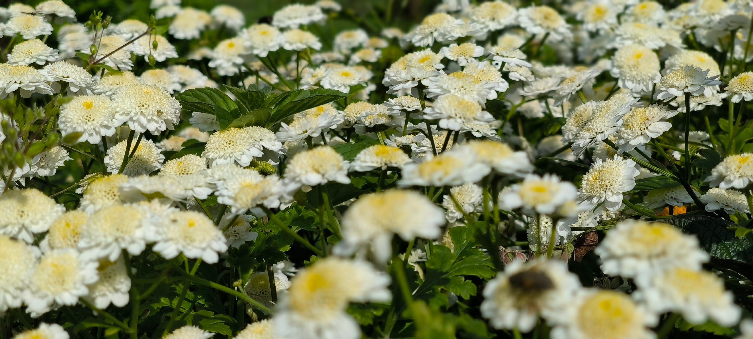 Персиковые шапки для вашего сада: этот цветок радует всё лето с минимальными усилиями