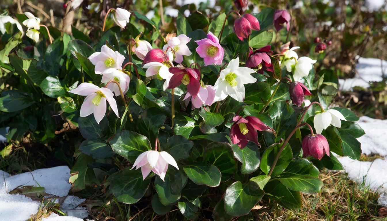 В марте сеем — летом радуемся: какие цветы стоит посеять в начале года, чтобы опередить соседей