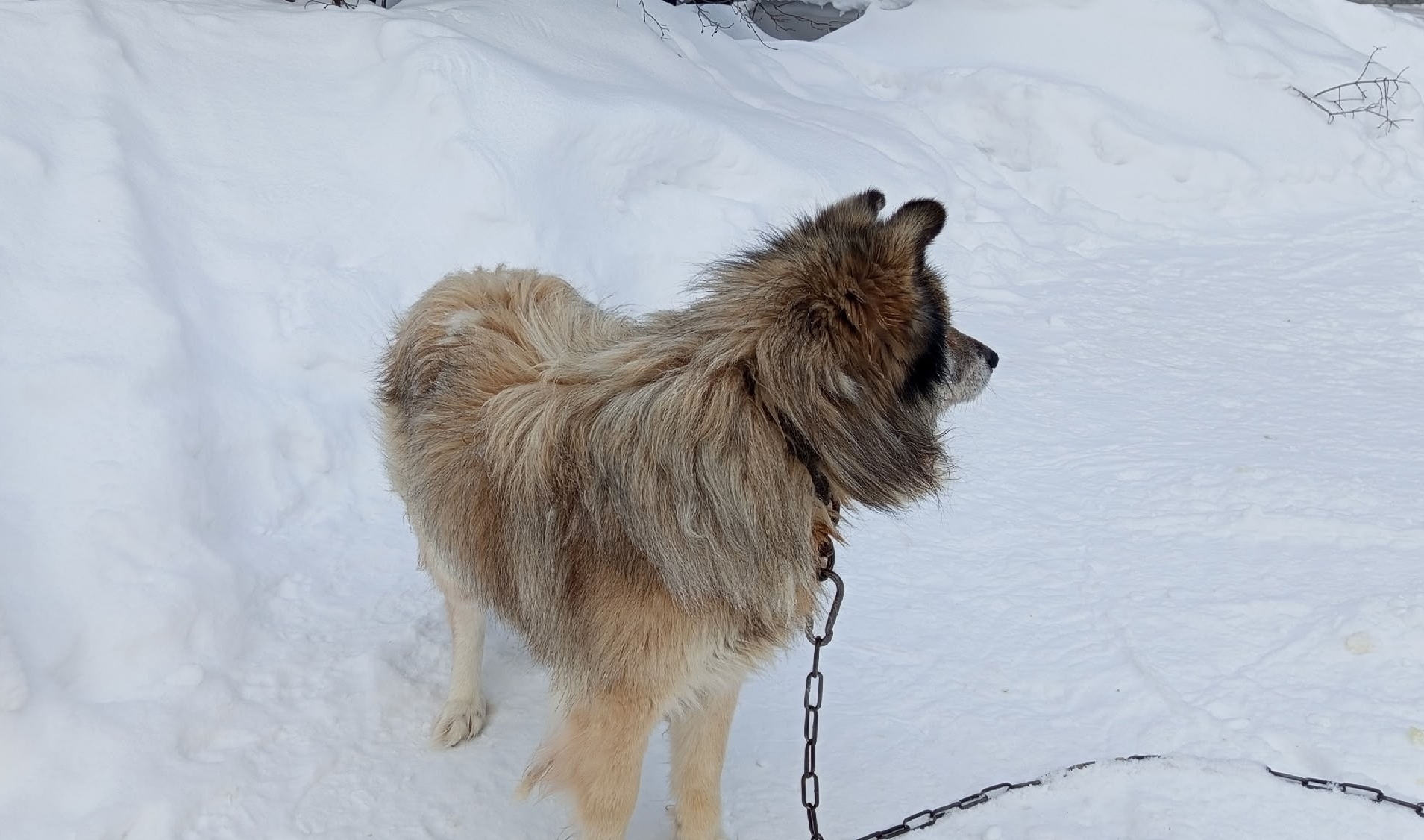 Любят своих хозяев до беспамятства: 4 породы собак, которые будут с вами везде