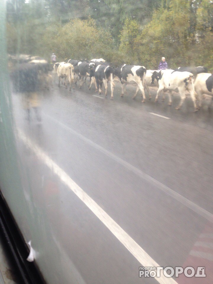 В Сыктывкаре причиной пробки стало стадо коров