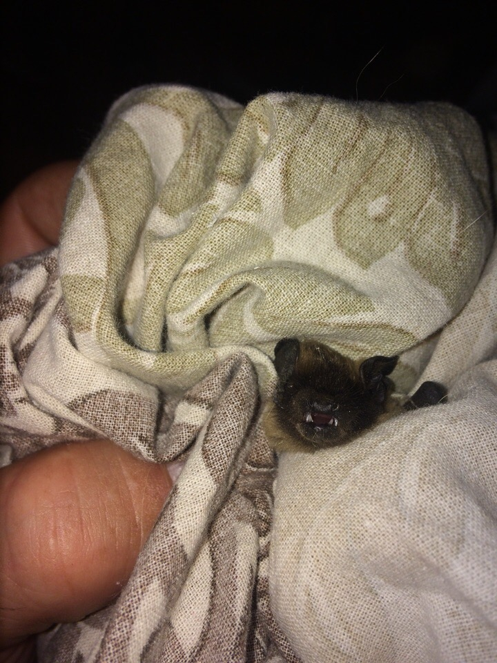 Квартиру в центре Сыктывкара два дня атакуют летучие мыши