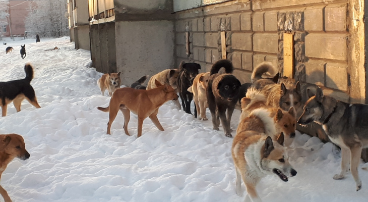 В Сыктывкаре займутся отловом бездомных животных