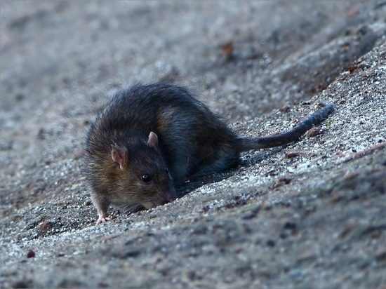 Сыктывкарка: «В детском саду огромные крысы ползают в шкафах детей»