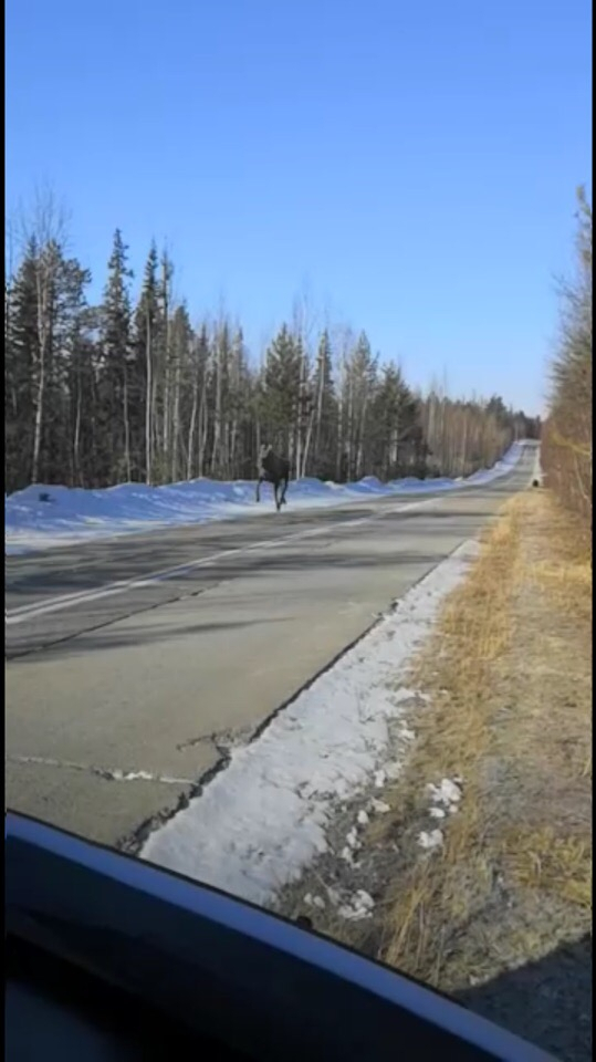 На трассе в Коми водитель спас лося от разъяренного медведя (видео)