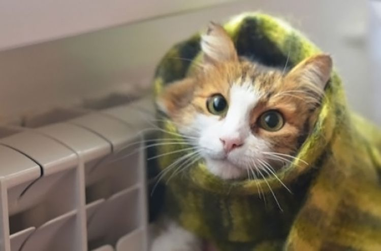 Портал PG11.ru выяснил, когда в квартиры Сыктывкара вернется тепло