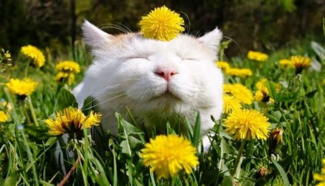 Погода в Сыктывкаре на 21 мая: холодное утро и солнечный день