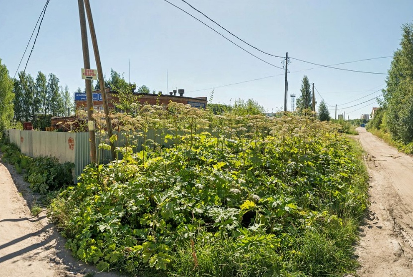 Сыктывкарцы: «Около СМЗ нашли труп мужчины»