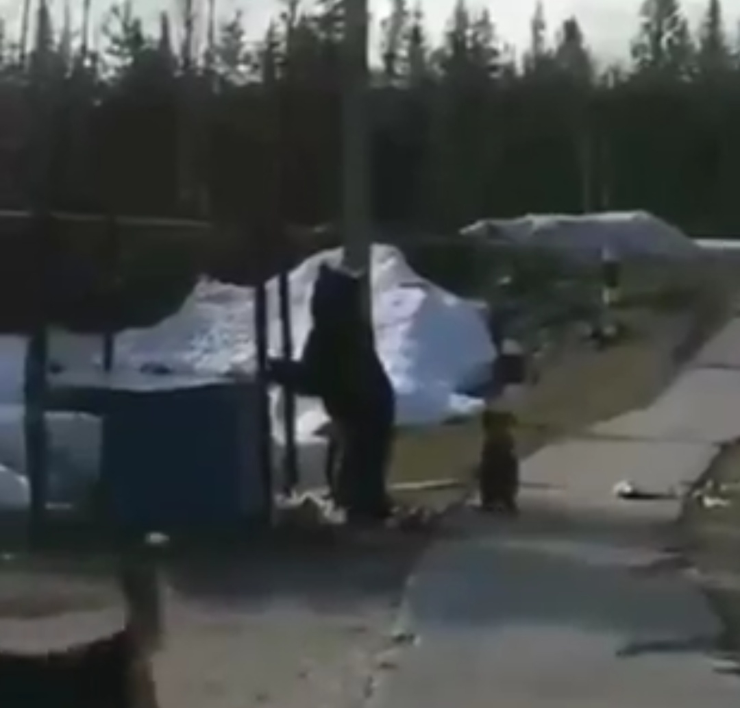 В одном из городов Коми заметили медведицу с медвежатами (фото)