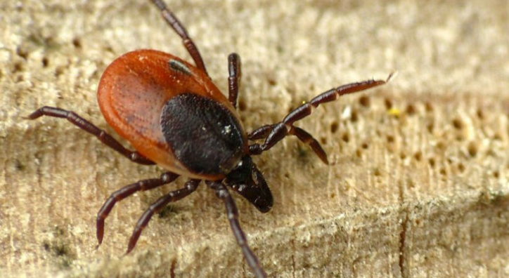 За неделю клещи покусали больше двухсот жителей Коми