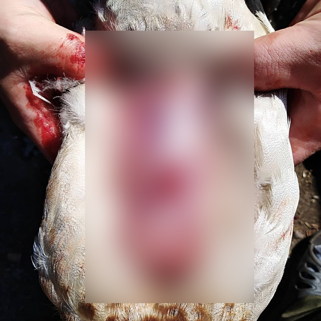 В Коми летают утки, которых изнутри пожирают черви (фото)