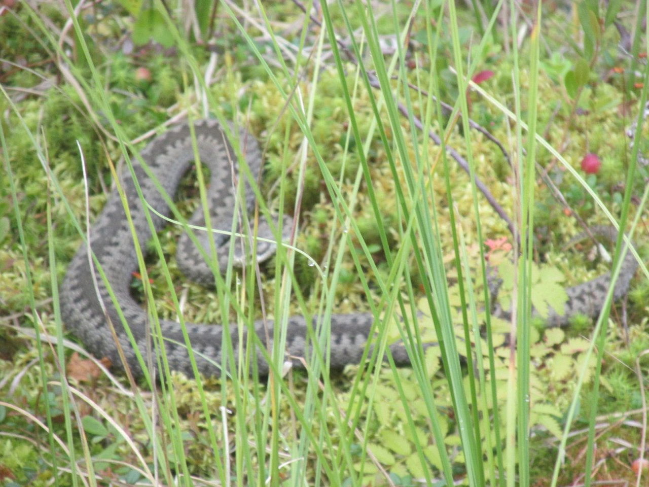 Житель Коми попал в реанимацию после укуса ядовитой змеи