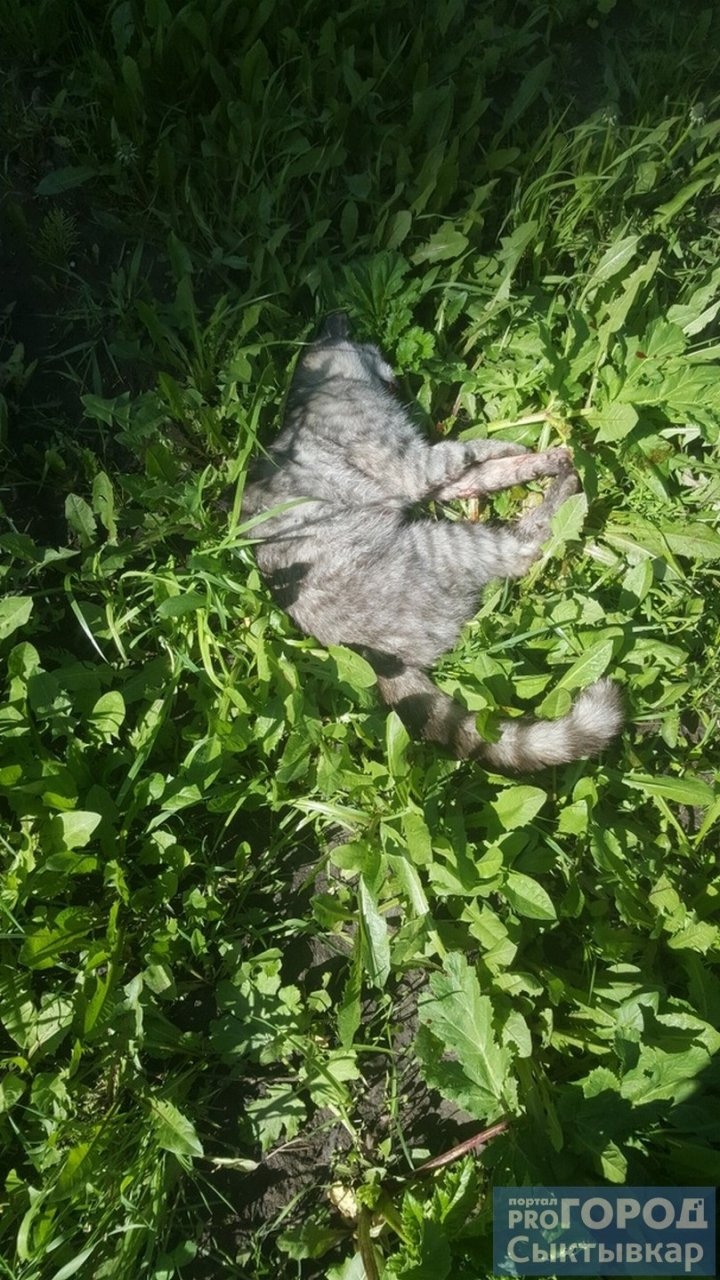 Сыктывкарка: «Молодая девочка за рулем «учебки» сбила кошку и даже не остановилась»