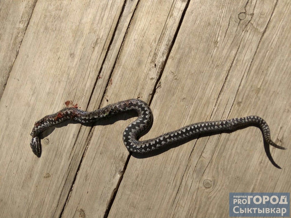 Под Сыктывкаром дачники поймали метровую змею (фото)