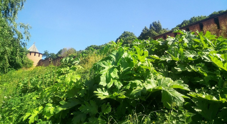 Коми стала одним из самых чистых регионов России