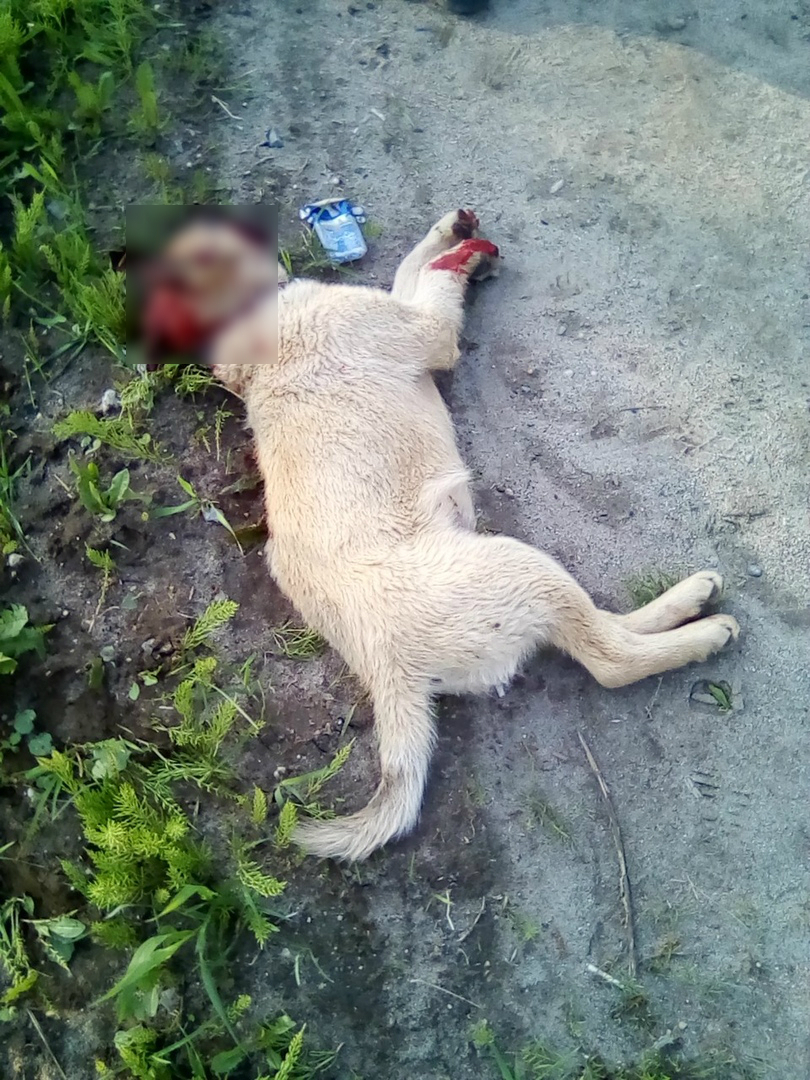 «А если бы это был ребенок?»: жители Коми в шоке от водителя, который сбил собаку и скрылся