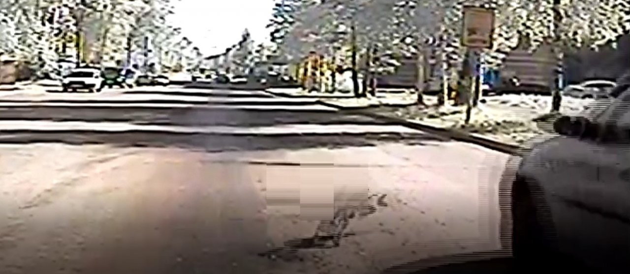 В Сыктывкаре таксист сбил кошку и оставил ее умирать на дороге (видео)