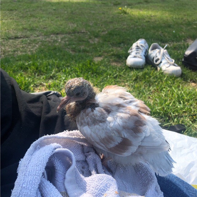 «Скормить коту»: сыктывкарцы о птенце, которого подобрали горожане