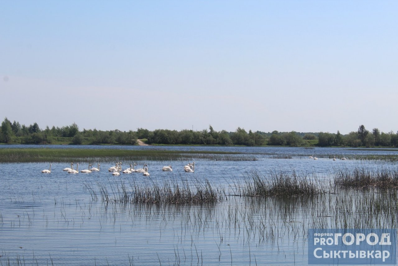 В озере под Сыктывкаром обосновалась стая из 25 лебедей (фото, видео)