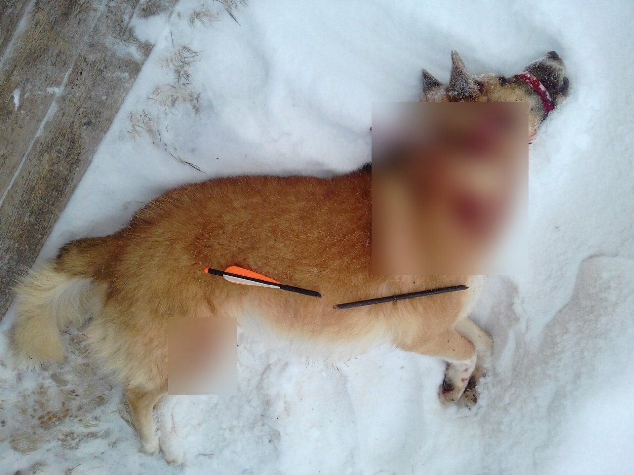 Сыктывкарцы о парне, который бил «надоедливую» собаку: «А если ребенок сутками плачет, как тогда надо поступить?»