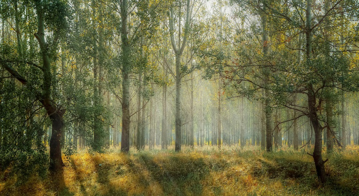 Жителем Коми, который исчез в лесу, занялась полиция