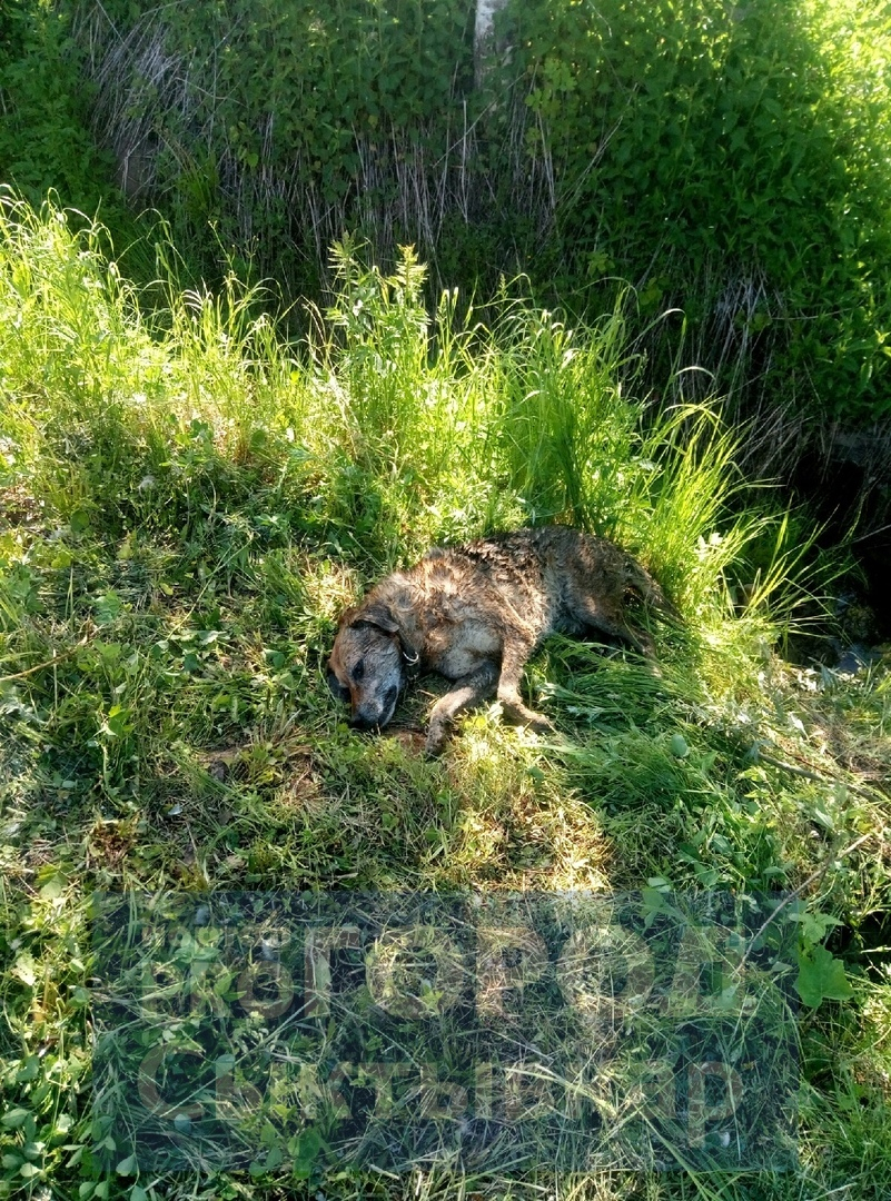 В Сыктывкаре мужчина пристрелил собаку на глазах у детей (фото +16)