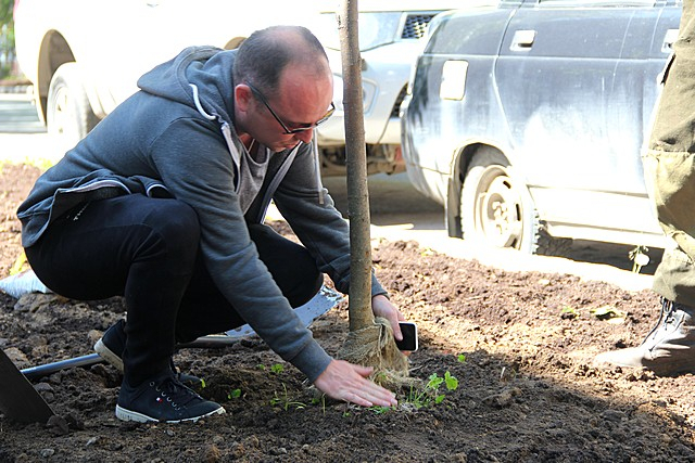Сыктывкар украсят десятки молодых лип и кленов