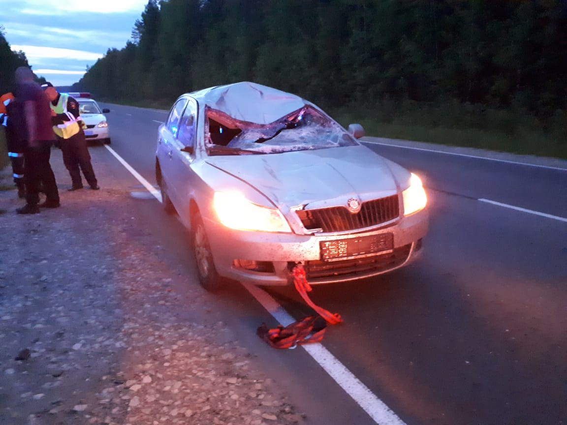 Появились фото с места аварии, где «Шкода» врезалась в лося