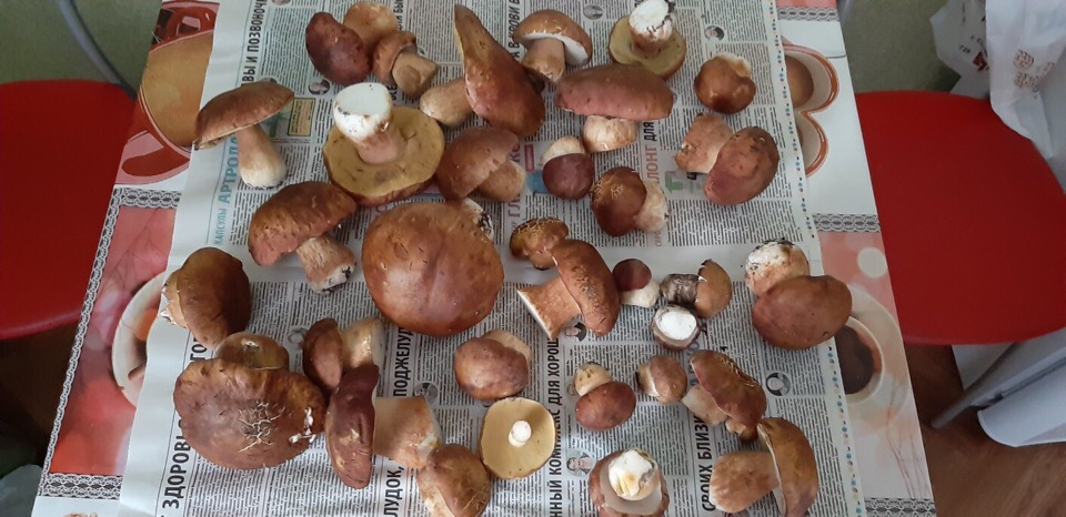 Сыктывкарцы о первых лесных грибах: «Вранье»
